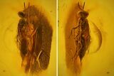 Detailed Fossil Wasp (Hymenoptera) In Baltic Amber #163461-1